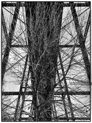 Bridge Over Bare Tree :: Black and white rural photography - Artwork © Michel Godts