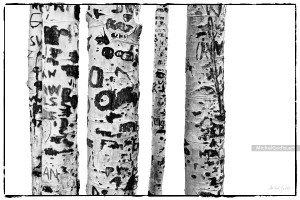 Aspen Bark Carvings :: Black and white abstract realism photography - Artwork © Michel Godts