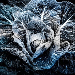 Cabbage Blues :: Duotone abstract realism photography - Artwork © Michel Godts