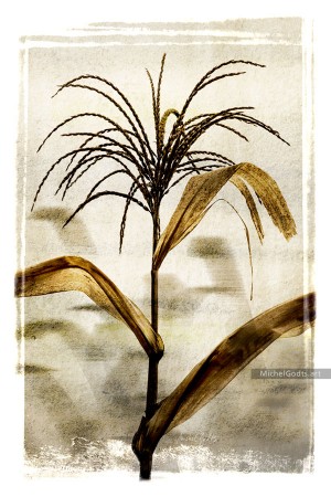 Corn Tassel Twilight :: Botanical photo illustration - Artwork © Michel Godts