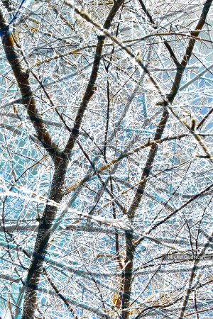 Crystalline Branches #1 :: Abstract art from manipulated photography - Artwork © Michel Godts