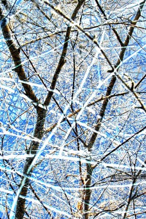 Crystalline Branches #2 :: Abstract art from manipulated photography - Artwork © Michel Godts