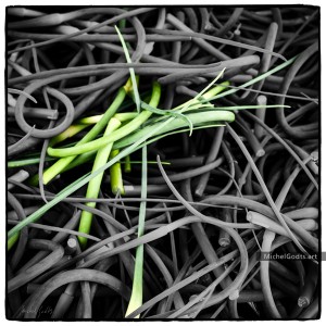 Garlic Scapes Abstract :: Fine art photography - Artwork © Michel Godts
