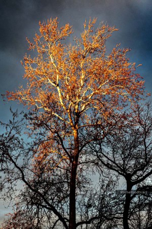 Golden Treetop :: Landscape fine art photograph - Artwork © Michel Godts