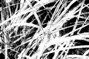 Grass Expression #1 :: Abstract expressionism art from manipulated photography - Artwork © Michel Godts