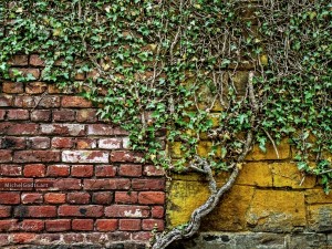 Ivy Green Over Red & Gold :: Textures fine art photograph - Artwork © Michel Godts