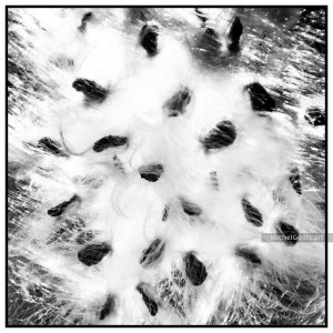 Milkweed Seeds Abstract :: Black and white photography - Artwork © Michel Godts