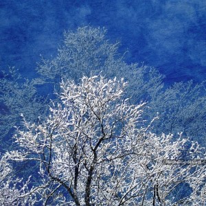 Snowy Tree Top :: Abstract landscape photo illustration - Artwork © Michel Godts