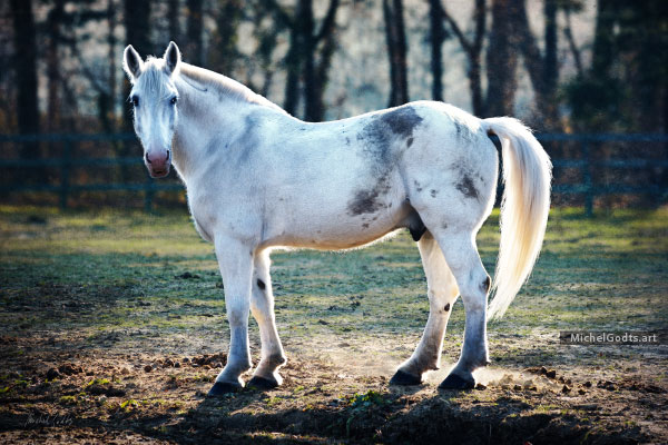 Stallion Portrait :: Fine art photography print - Artwork © Michel Godts