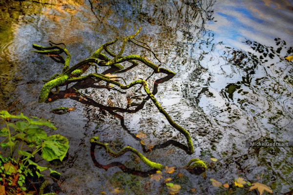 Tree Limb In Pond :: Landscape fine art photography - Artwork © Michel Godts