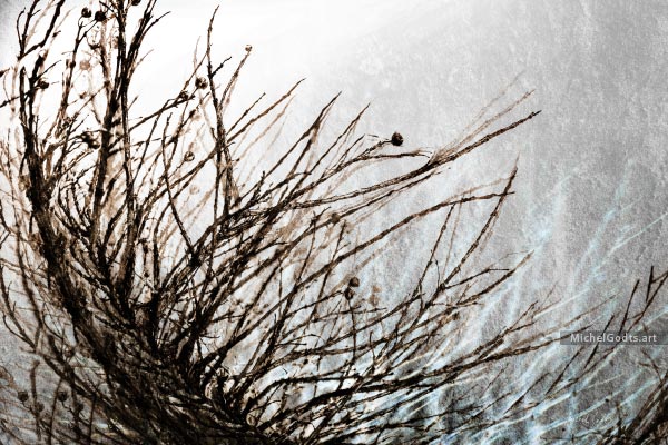 Where Branches Wander :: Abstract art print from manipulated photography - Artwork © Michel Godts