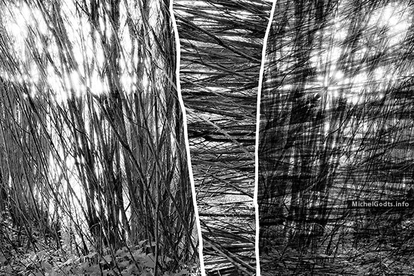 Young Woods Abstract #1 :: Abstract art from manipulated photography - Artwork © Michel Godts